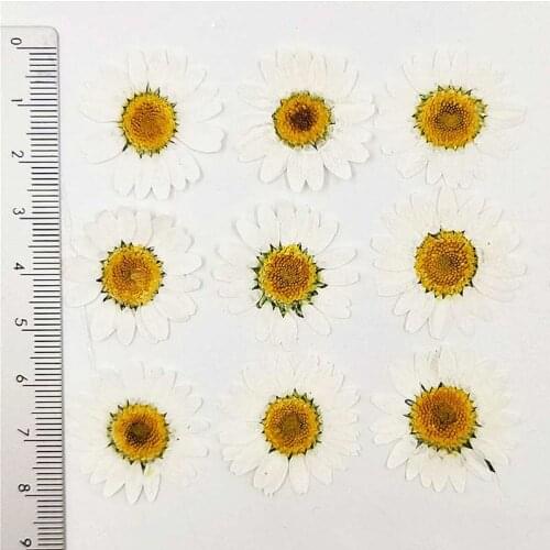 Dye White Chrysanthemum Daisy Decorations Pressed flower 3 Different Size free shipment 1 lot / 120 pcs