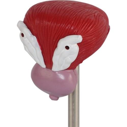 Free shipping 1:1life Sized Human Bladder Urogenital System Anatomy Prostate Model