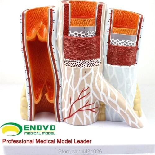 ENOVO The arteriovenous anatomy of the vascular model of the human body