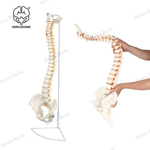 Life Size Human Spine Model, Bendable Spinal Cord with Hyoid Bone, Herniated Disk, Nerves, Arteries, Pelvis, Femur Heads, Teachi