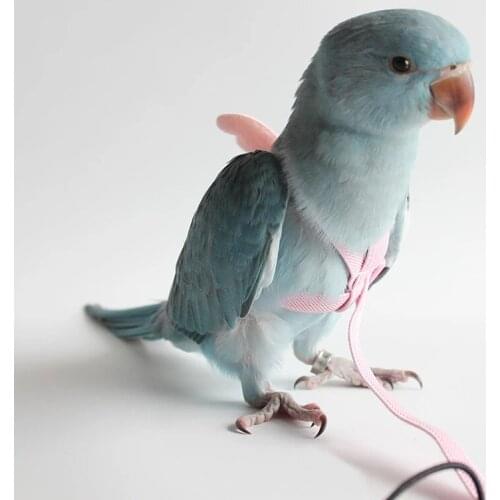Parrot Harness And Leash Set Adjustable Outdoor Flying Training Rope With Wing For Small Medium Birds Cockatiel, Macaw, Budgie