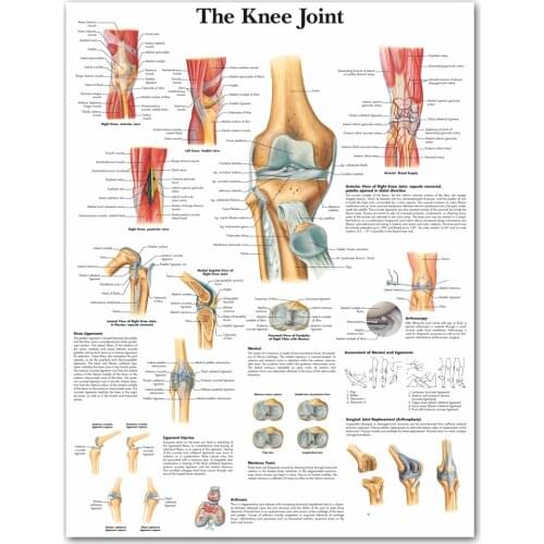 WANGART Anatomical Charts And Posters Anatomy Arm Leg Simple Human Poster Canvas Print Wall Picture for Medical Education Office