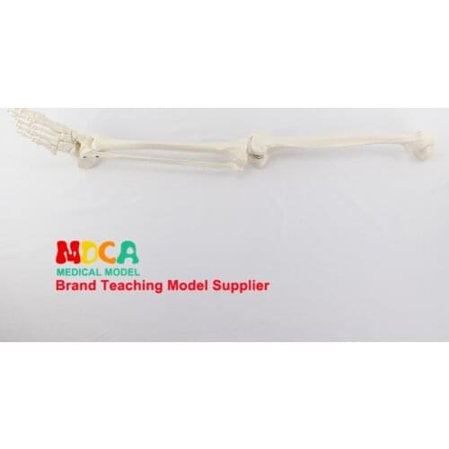 The foot bone joint model with tibia fibula and femur human skeleton model medical teaching MJG005