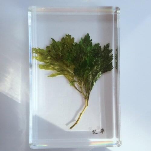 Artemisia Resin Specimen Model Real Plant Embedded Specimen Real Leaf Specimen Resin Leaf Amber Biological Botany Teaching Aids