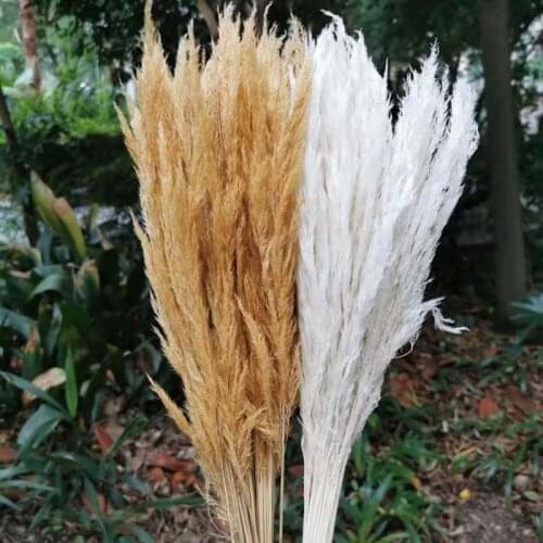 Flower Ear:20~30CM/50PCS Natural Dried Flowers Small Golden Reed,Pampas Grass Bouquet,Dry Bulrush,Trawa Pampasowa,Home Decor