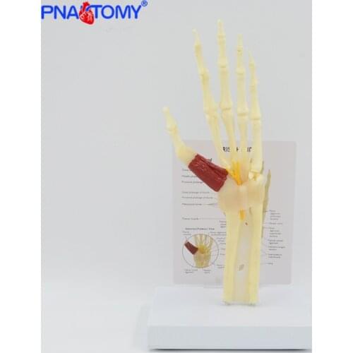 Life size Hand and Wrist Carpal Tunnel Syndrome Model Hand Skeleton With Muscle Medical Gift Anatomical Tool With Key Card