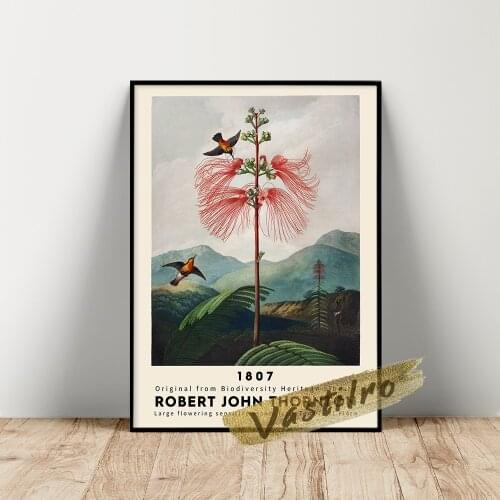 Robert John Thornton Exhibition Poster, Large–Flowering Sensitive Plant Wall Painting, John Thornton Temple Flora Illustration