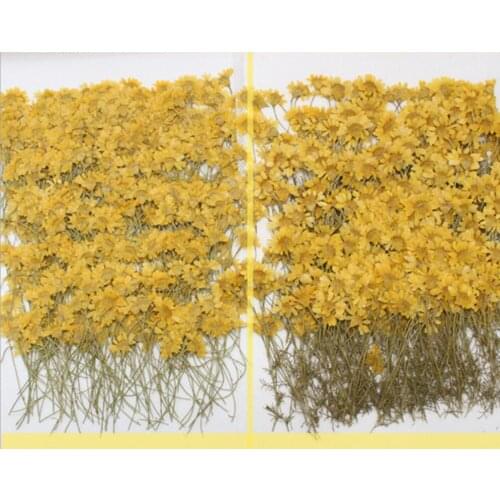 120pcs Pressed Dried Dahlberg Flower Filler For Epoxy Resin Jewelry Making Postcard Frame Phone Case Craft DIY