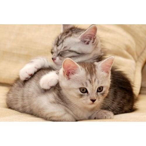 Cute kitten The wooden puzzle 1000 pieces ersion jigsaw puzzle white card adult childrens educational toys