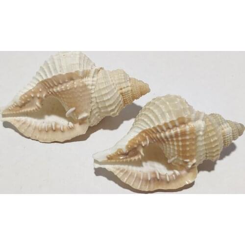 Natural conch shell netting twisting spiral hair twisting method spiral fish tank landscaping aquarium decoration Buddhist tribu