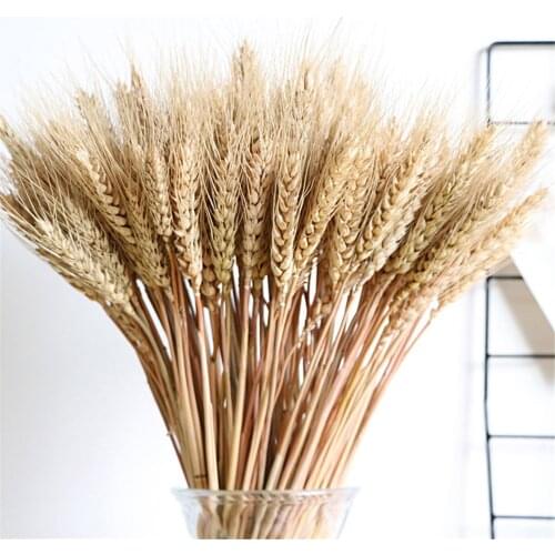 100pcs Real Wheat Ear Flower Natural Dried Flowers For Wedding Party Decoration DIY Craft Scrapbook Home Decor Wheat Bouquet