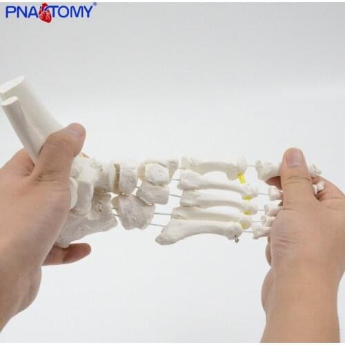 Flexible Foot Bone Model Human Skeleton Anatomy Medical Teaching Tool Educational Equipment Ankle joint model Life Size