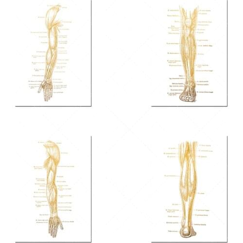 Physiotherapy Anatomy Art Printing-Massage Therapy Gifts-Gym Wall Art-Nursing Students-Nursing School-Massage Therapy Human Anat