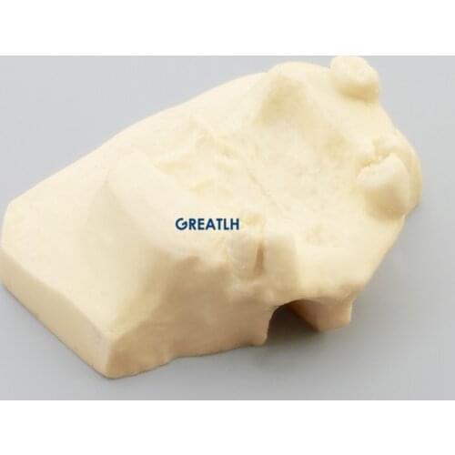 Dental Sinus Lift Practice Teeth Model Typodont Teeth Model for teaching Dentist Study Model 2013F
