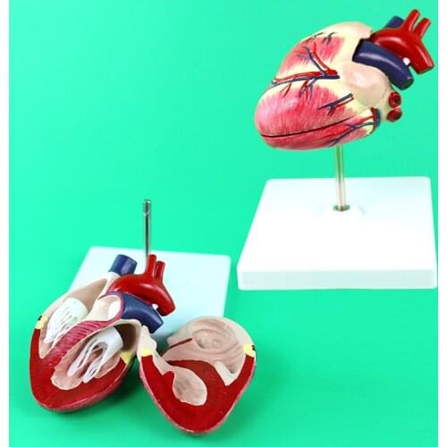 Veterinarians Dog Canine Heart Anatomy Model Dog Anatomy Organ Medical Science Educational Teaching Anatomical Skeleton Models