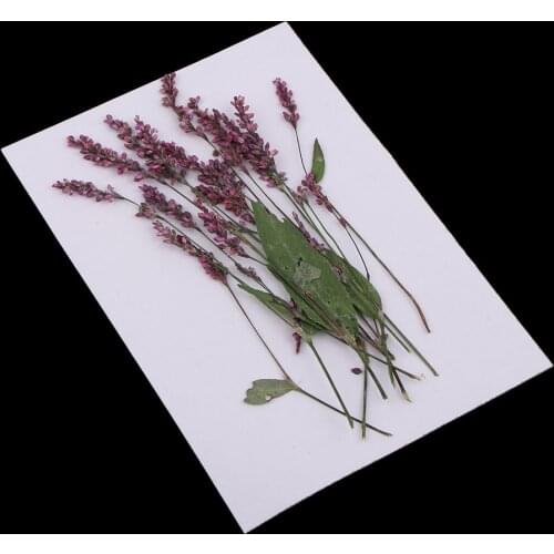 12Pcs Real Natural Pressed Dried Flowers for Scrapbooking Wedding Decoration