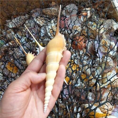Natural conch shell snail aquarium Ocean Sea shells Wedding Decor Beach Theme Party, Seashells Home Decorations, Fish Tank