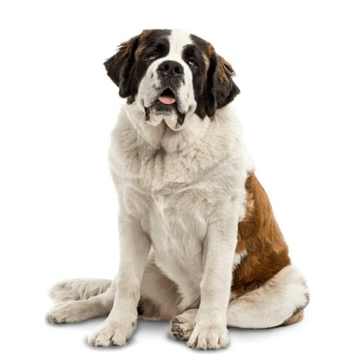 Dawasaru Saint Bernard Dog Car Sticker Waterproof Decal Laptop Skateboard Suitcase Motorcycle Auto Accessories PVC,14cm*12cm