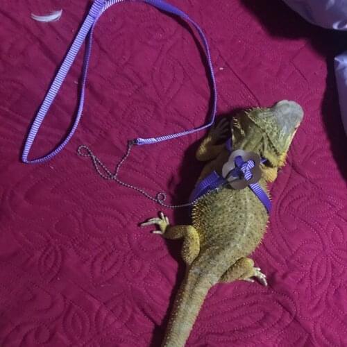 Pet Bird Vest Leash Outdoor Flying Anti-bite Nylon Adjustable Bird Training Walking Leash Rope Pet Walking Leash Rope