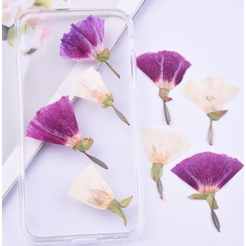 8pcs DIY Dry Flower Mobile Phone Case Face Decoration Kindergarten Manual Bookmark Juan Fan Desk Lamp DIY Candle Making