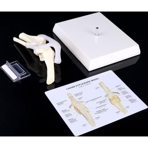 39XD Dog Canine Knee Joint Model Veterinary Teaching Research Skeleton Animal Display Halloween Gift