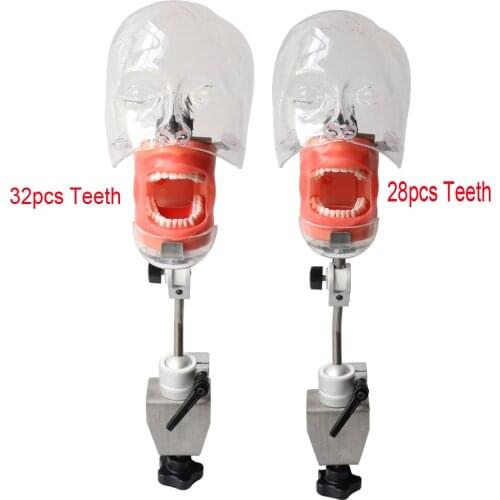 Head Model Dental Simulator Phantom Dentist Teaching Education Bench Mount 32pcs 28pcs Screw in Teeth Model