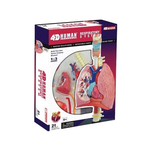 Human anatomy model respiratory system heart lung anatomical model