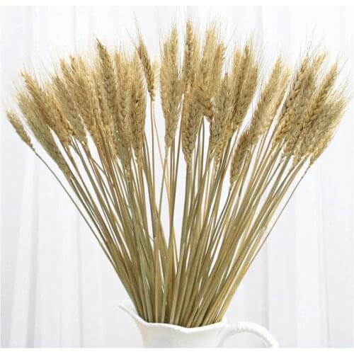 25pcs Wheat Flower Bouquet Decoration Natural Pampas Rabbit Tail Grass Dried Flowers For Wedding Party DIY Craft