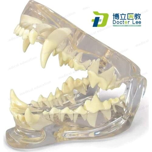 Dog Teeth Model Durable Manikins Transparent Dog Skull Jaw Bone Anatomy Veterinary Animal Skeleton Professional Dental Model