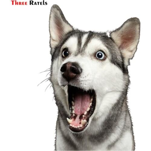 Three Ratels TRL553# 10x13.9cm Surprised Husky Dog Car Funny Stickers And Decals