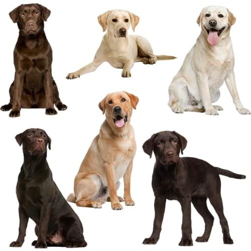 Three Ratels QC388 HD pixel Labrador Retrievers Waterproof dog sticker Vinyl auto Wrap for car hood laptop home decora decals