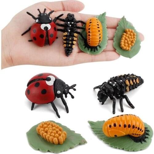 Childrens Cognitive Science Education Model Cycle Plastic Butterfly,ladybug,chicken Models Life Toy Figurine Kids