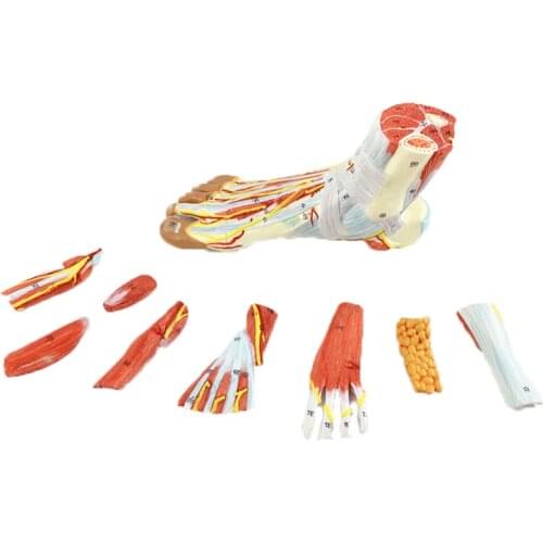 Human Foot Joint Muscle Ligament Plantar Anatomy Model Medical Science Teaching Resources Dropshipping
