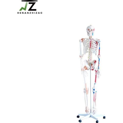 Medical 180cm Anatomical Human Skeleton Model with Ligaments and Painted Muscles