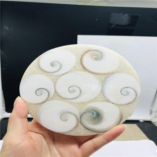 Ammonite Fossil Slice Plate Natura Shell a compassl MADAGASCAR FOSSIL SPECIMEN HEALING decoration