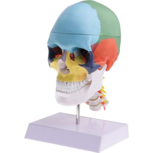 1:1 Colored 22 Parts Human Head Skull with Cervical Vertebra Skeleton Model for School Learning Resources Lad Supplies
