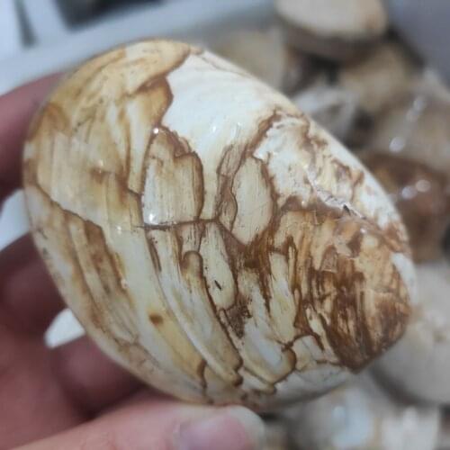 1pcs 170-200g Natural seafloor mineral shell fossil, sand petrification
