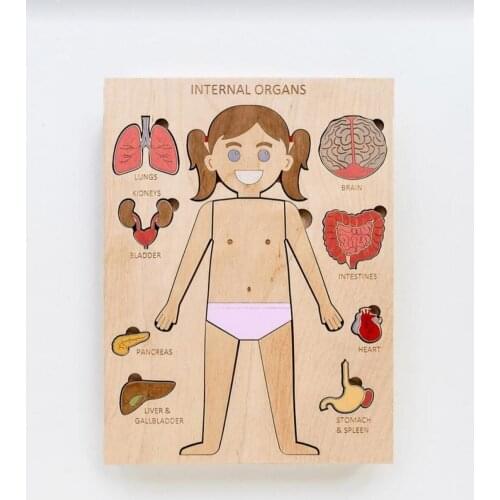 Can be painted wooden Montessori puzzle women men organlar educational wooden toys human body