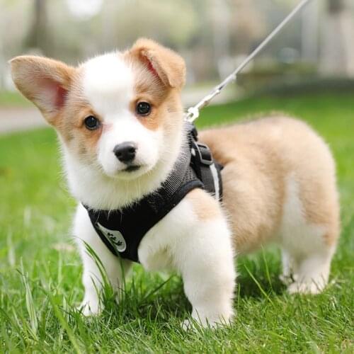 Dog Harness Leash Set for Walking No Pull Pet Vest with Soft Mesh Adjustable Velcro Reflective Strips for Kitten Cats Puppy Dogs