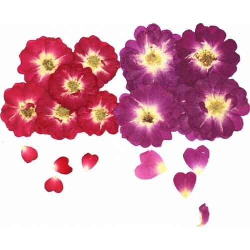 6PCS/LOT Pressed Flowers Chinese Rose Flower Real Dried Flowers Scrapbooking DIY Flower Facial Phone Case Decoration