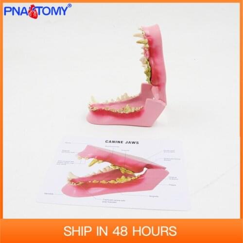 Canine Jaw Model Dog Teeth Animal Anatomical Medical Gift Teaching Tool Life size Skull PNATOMY PNT-2104