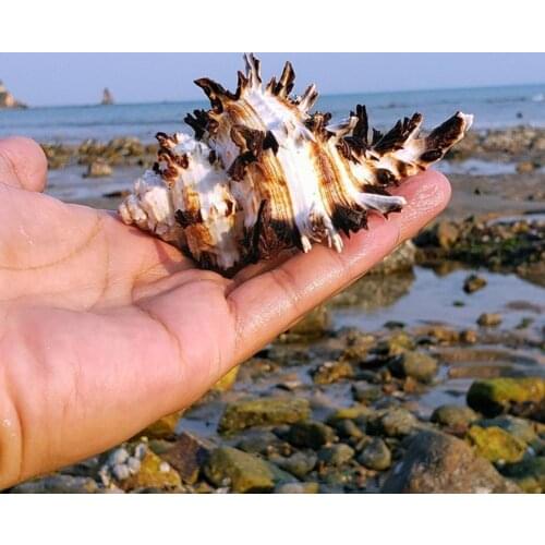 8-12cm Natural Snail Shell US Black Murex Black Zebra Home Shells Specimen Aquarium Landscape Nautical Decor Conch Sea Bone F1V0