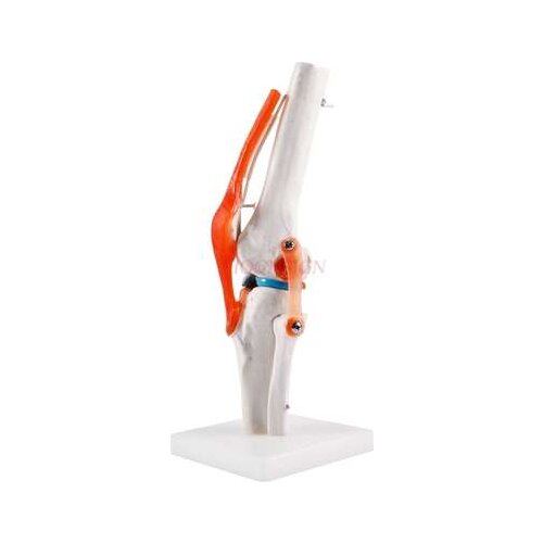 Human Knee Skeleton Model Medical Skeleton Skeleton Model Medical Knee Skeleton Teaching Aid