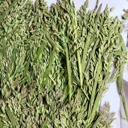250pcs Pressed Dried Wild Grass Ear Flower Herbarium For Epoxy Resin Jewelry Making Bookmark Face Makeup Nail Art Craft