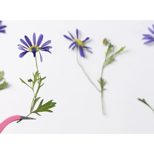 120pcs Natural Pressed Dried Malan Flower With Stalk Plants Herbarium For Epoxy Resin Jewelry Making Makeup Nail Art Craft DIY