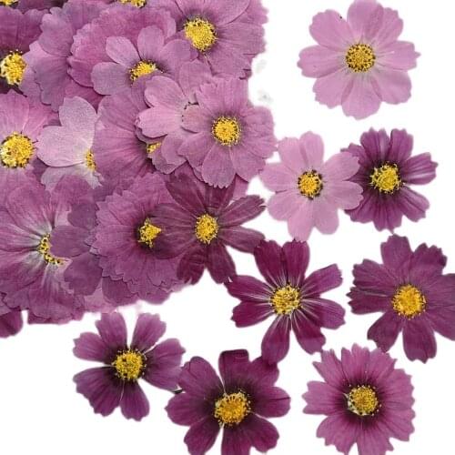 60 Pcs Natural True Purple Cosmos Framed Pressed Flower For DIY Handicraft Bookmark And Lip gloss