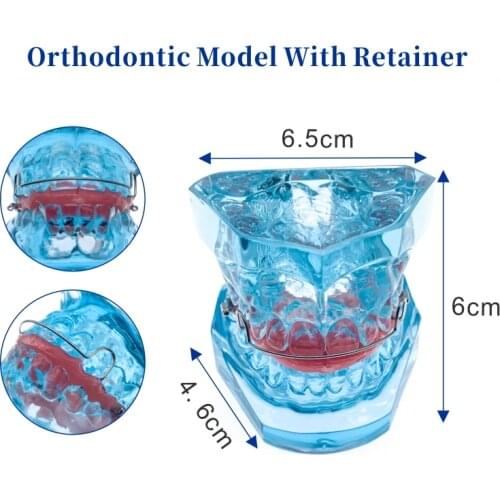 Dental Functional Orthopedic Bionator Removable Model 3006 Teeth Model Dental Teach Study