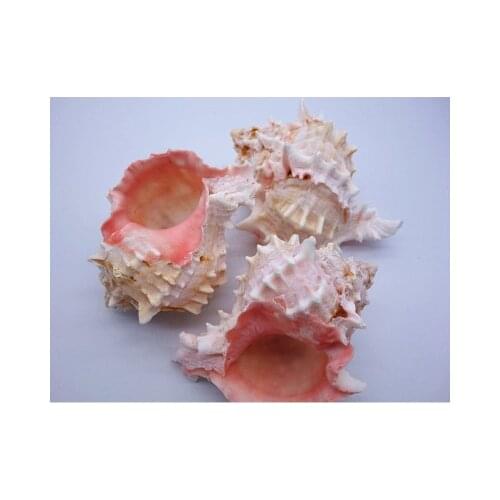 8-10cm Shell Conch Specimen Conch Conch Snails Small Kirin Conch Home Decoration Wall Decoration Fish Tank Landscape