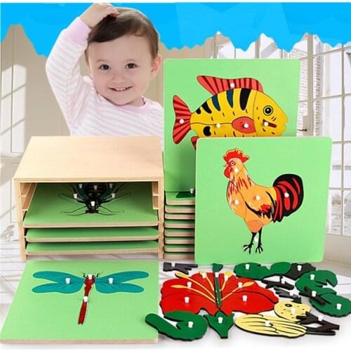 Montessori Teaching Aids Childrens Biology Cabinet Kindergarten Table Game Wooden Toys Homeschool Educational Toddler Learning