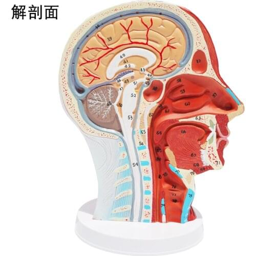 Head mid-sagittal section with blood vessel and nerve structure model Facial model Head anatomical model